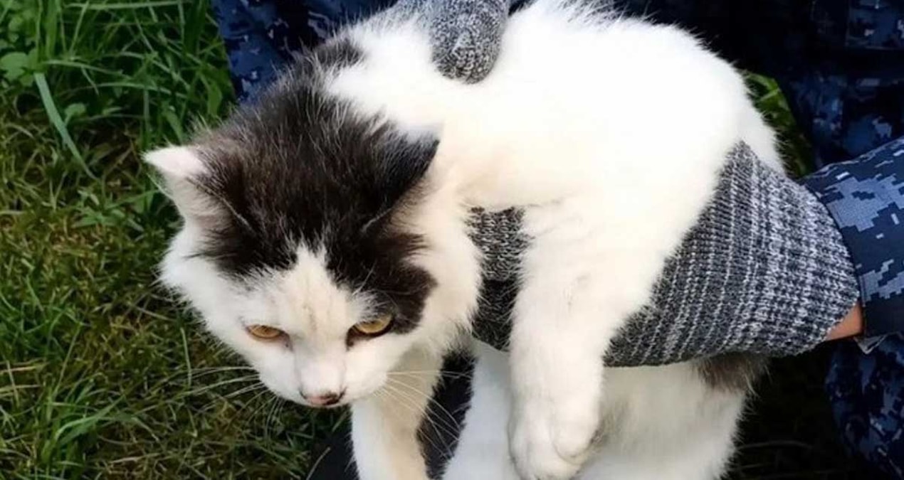 Kedi uyuşturucu kuryesi olarak yakalandı