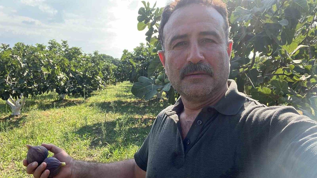 Aydın İncir Üreticileri Fiyat Endişesi Yaşıyor